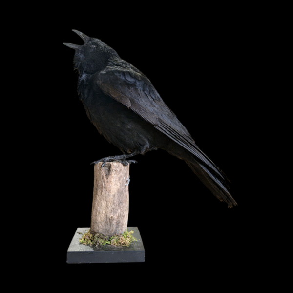 Gothic Taxidermy Crow - Image 3
