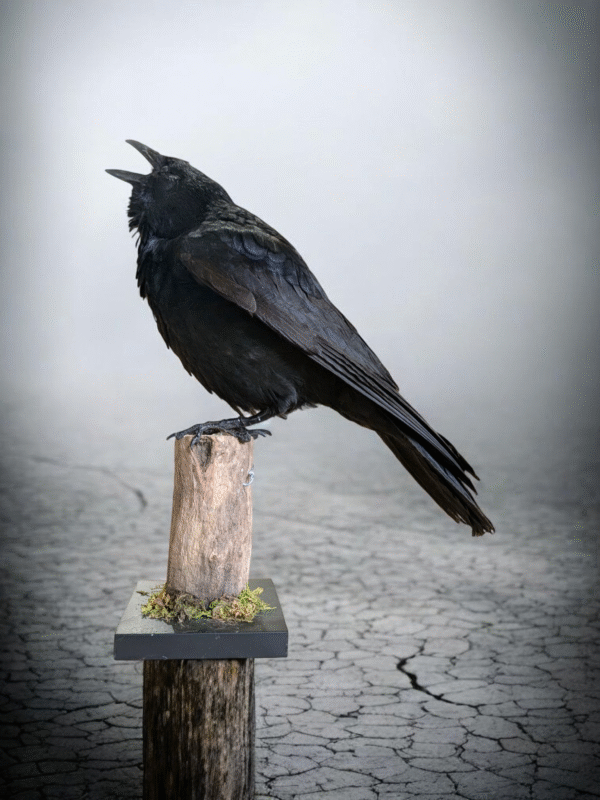 Gothic Taxidermy Crow - Image 2