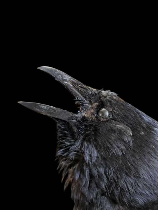 Gothic Taxidermy Crow - Image 4