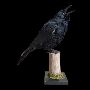 Gothic Taxidermy Crow