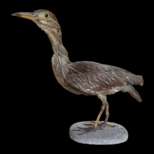 Striking Antique Taxidermy Heron Mounted On Base