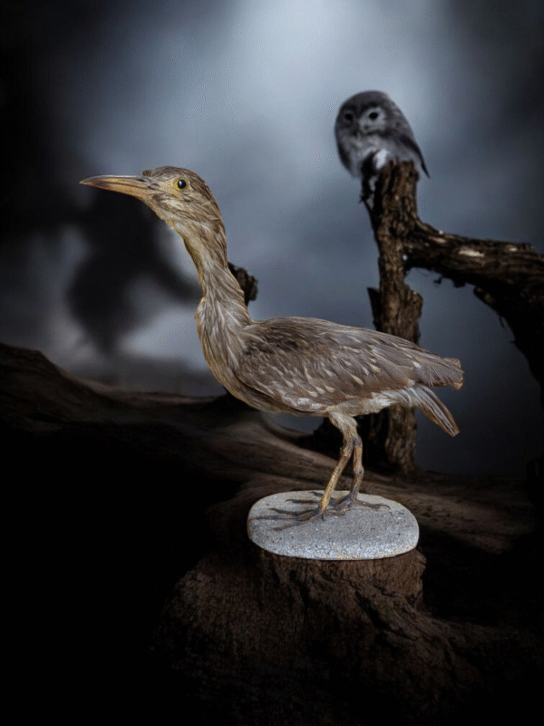 Striking Antique Taxidermy Heron Mounted On Base - Image 3