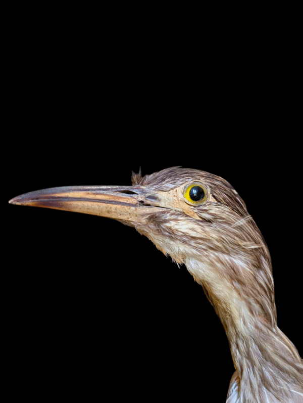 Striking Antique Taxidermy Heron Mounted On Base - Image 2