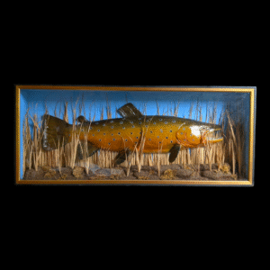 Huge Vintage Taxidermy Brown Trout in Glazed Diorama Case