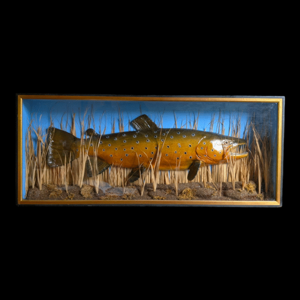 Huge Vintage Taxidermy Brown Trout in Glazed Diorama Case