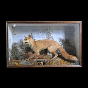 Victorian Cased Taxidermy Diorama – Red Fox with Pheasant and Stoat in Glazed Display