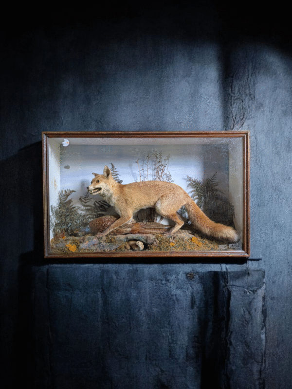 Victorian Cased Taxidermy Diorama – Red Fox with Pheasant and Stoat in Glazed Display - Image 2