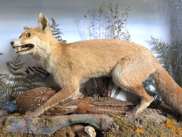 Victorian Cased Taxidermy Diorama – Red Fox with Pheasant and Stoat in Glazed Display - Image 3