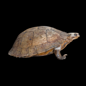 Taxidermy Tortoise