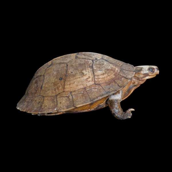 Taxidermy Tortoise