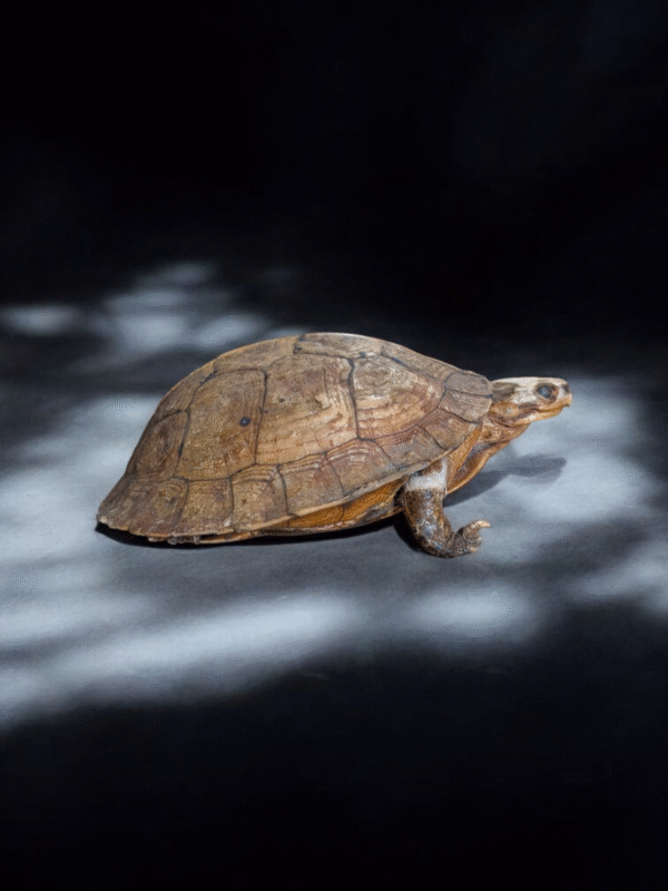 Taxidermy Tortoise - Image 2