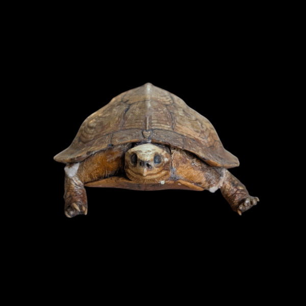 Taxidermy Tortoise - Image 3