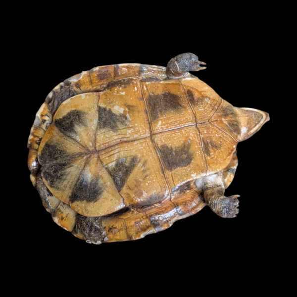 Taxidermy Tortoise - Image 4