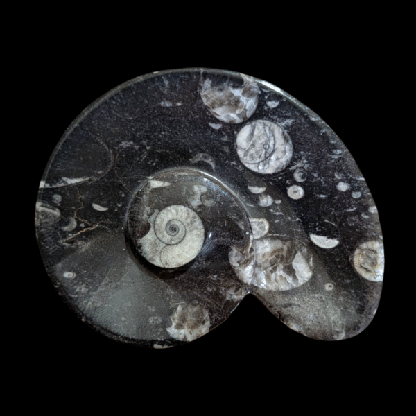 Fossil Dish Ornoceras