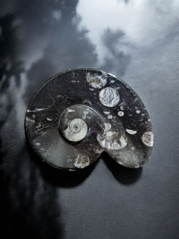 Fossil Dish Ornoceras - Image 2