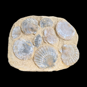 French Fossilised Seashells