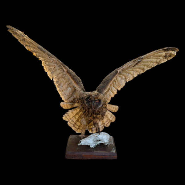 Dramatic Full-Wingspan Taxidermy Owl on Skull Base – Museum-Style Mount - Image 2