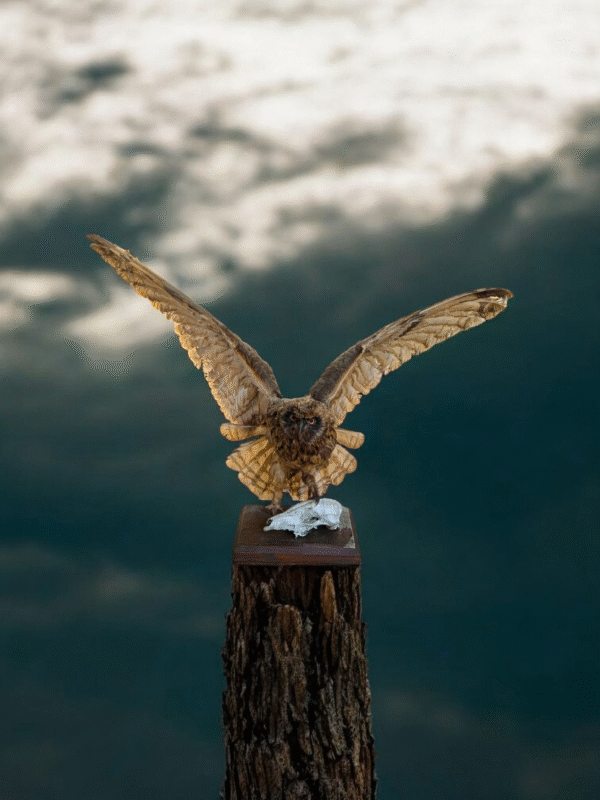 Dramatic Full-Wingspan Taxidermy Owl on Skull Base – Museum-Style Mount - Image 4