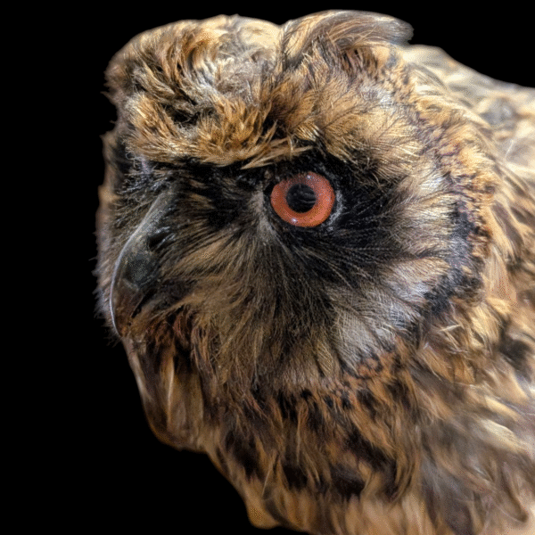 Dramatic Full-Wingspan Taxidermy Owl on Skull Base – Museum-Style Mount - Image 3