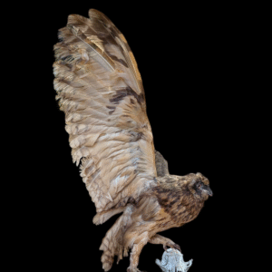Dramatic Full-Wingspan Taxidermy Owl on Skull Base – Museum-Style Mount