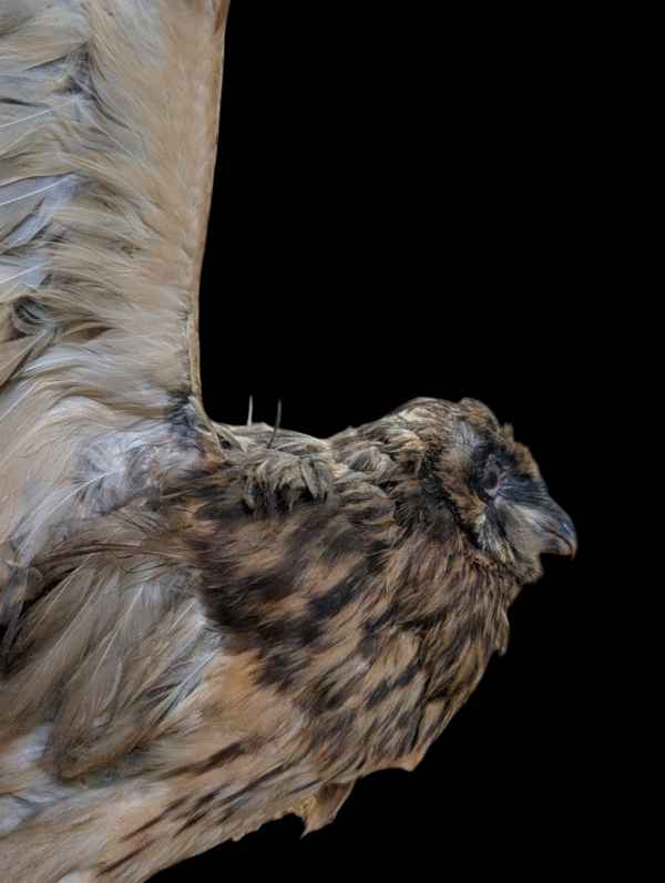 Dramatic Full-Wingspan Taxidermy Owl on Skull Base – Museum-Style Mount - Image 6