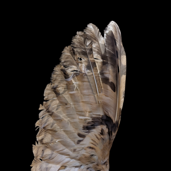 Dramatic Full-Wingspan Taxidermy Owl on Skull Base – Museum-Style Mount - Image 5