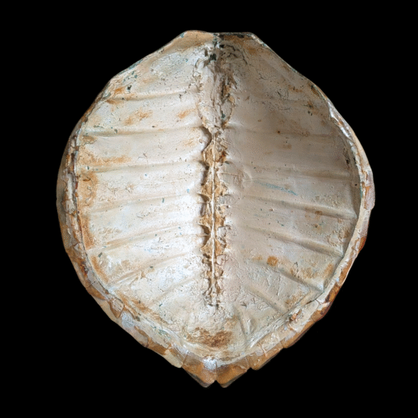 Hand-Painted Turtle Shell Commemorative RAF Masirah 1976–77 – Andrew D. Lorimer - Image 2