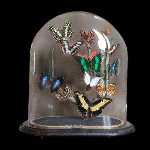 Antique Taxidermy Butterfly Specimen Dome Display