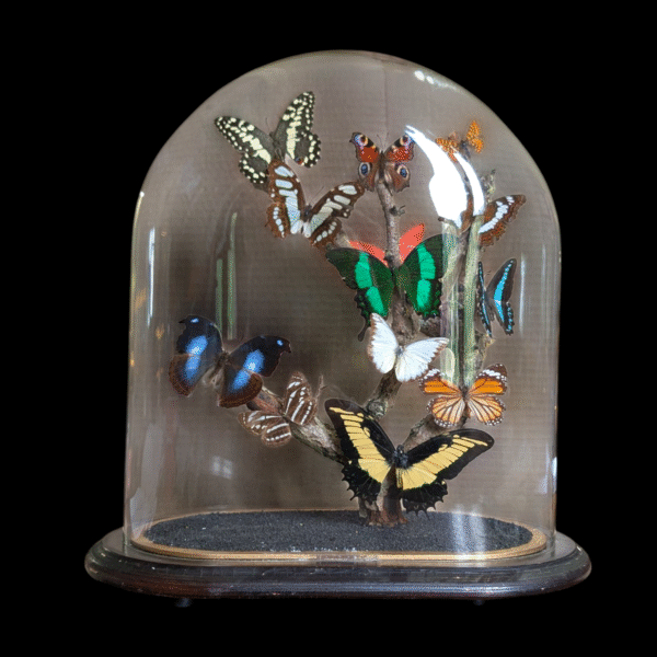 Antique Taxidermy Butterfly Specimen Dome Display