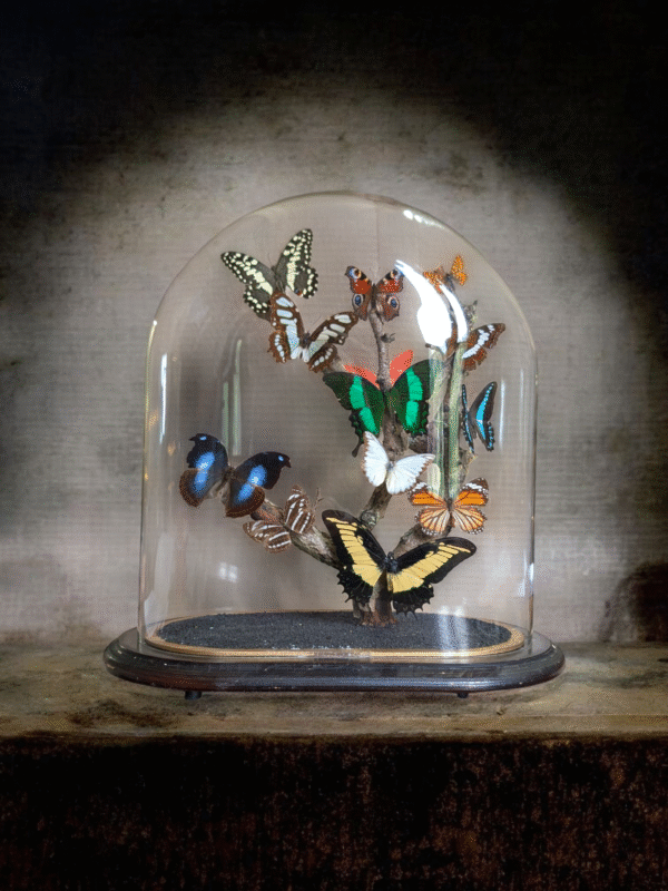 Antique Taxidermy Butterfly Specimen Dome Display - Image 2