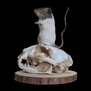 Taxidermy Mouse Mounted On Resin Skull