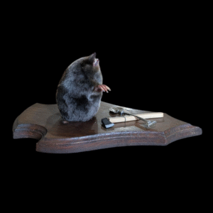 Taxidermy 'Grave Digger' Mole