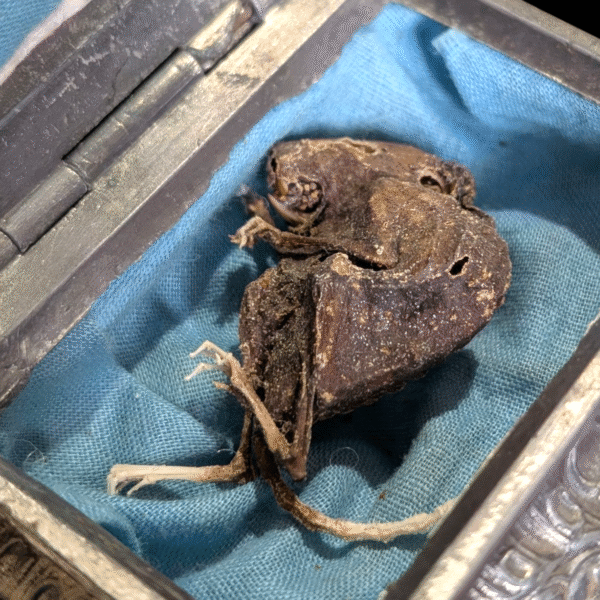 Mummified Mouse In Silver Plate Casket - Image 5