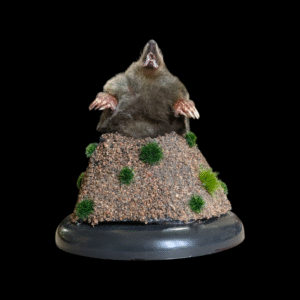 Taxidermy Mole On Mound