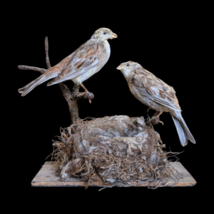 Pair Of Taxidermy Sparrows On Nest