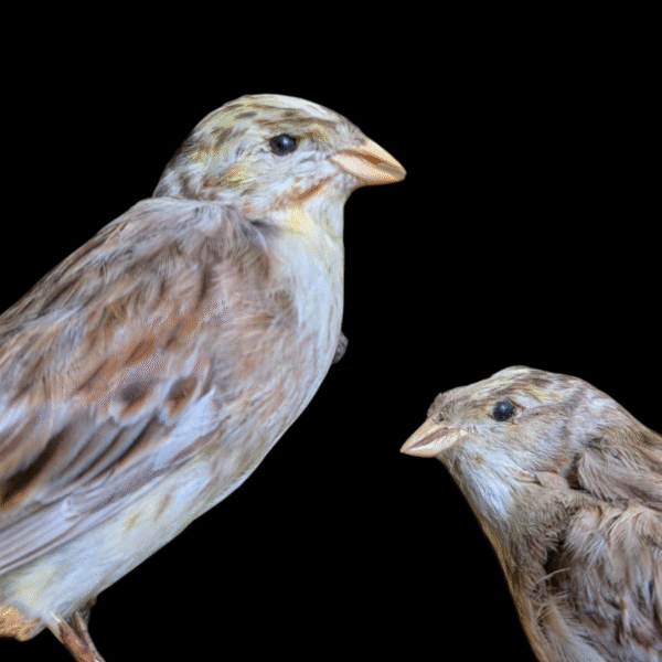 Pair Of Taxidermy Sparrows On Nest - Image 3