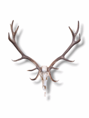 Large Stag Skull With Impressive Antlers Natural Wall Mounted Display