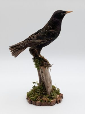 Taxidermy Starling (Sturnus vulgaris) on Naturalistic Driftwood Mount