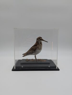 Cased Taxidermy Jack Snipe (Lymnocryptes minimus) in Acrylic Display Case