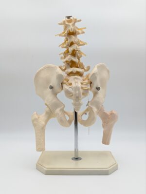 Anatomical Human Pelvis & Spine Medical Teaching Model on Stand