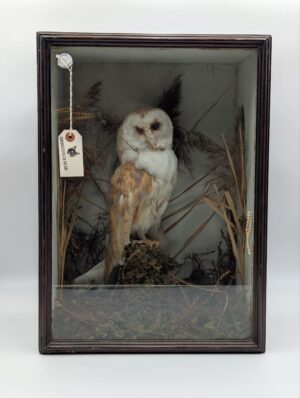 Cased Taxidermy Barn Owl (Tyto alba) in Glazed Display Case