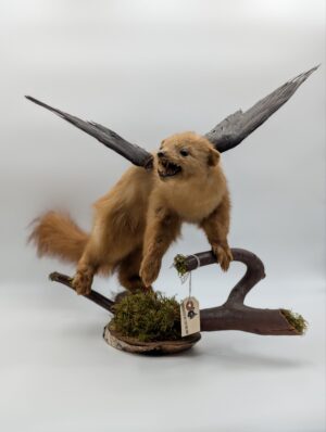 Taxidermy Anthropomorphic “Stoat-Asus” Winged Curiosity Mount on Natural Branch