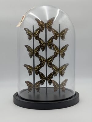 Taxidermy Butterfly Dome Display with Multiple Specimens Under Glass