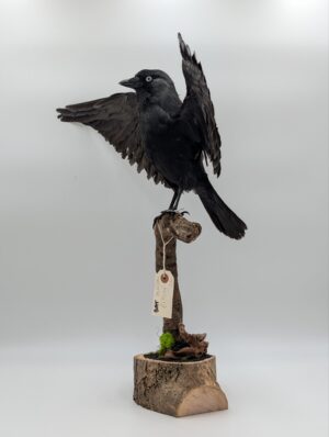 Taxidermy Jackdaw with Wings Outstretched on Naturalistic Mount