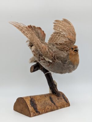 Taxidermy Grey Partridge Mounted in Flight on Birch Base
