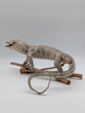Large Taxidermy Monitor Lizard Mounted On Natural Branch Display