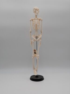Anatomical Desktop Human Skeleton Model – Medical Teaching Display Figure