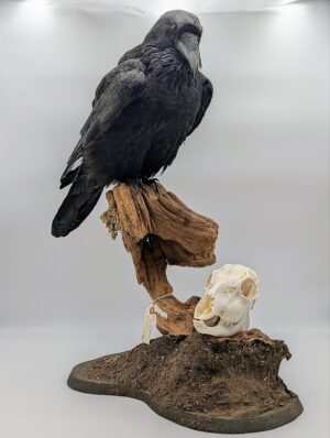 Large Taxidermy Raven (Corvus corax) on Naturalistic Mount with Skull Detail
