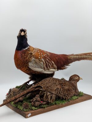 Taxidermy Pheasant & Partridge Display on Naturalistic Base