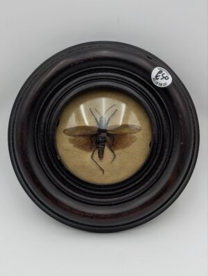 Victorian Style Dome Framed Taxidermy Insect Display in Ebonised Frame